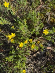 Hibbertia crinita