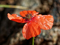 Papaver rhoeas