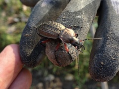 Carabus cancellatus