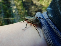Carabus cancellatus
