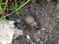 Carabus cancellatus