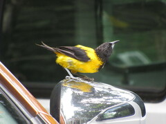 Icterus graduacauda