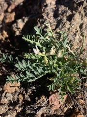 Astragalus iodanthus
