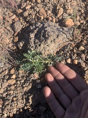 Astragalus iodanthus