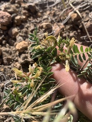 Astragalus iodanthus