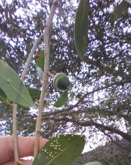 Neuroterus saltatorius texanus