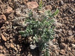 Astragalus malacus