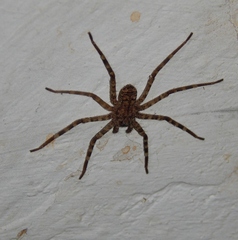 Selenops radiatus