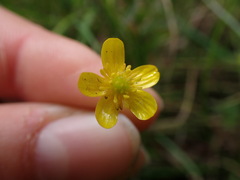 Ranunculus flammula