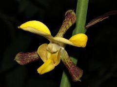 Eulophia streptopetala
