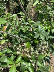 Tillandsia tricholepis