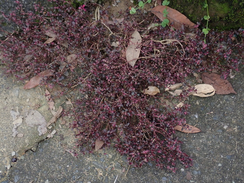 Alternanthera sessilis
