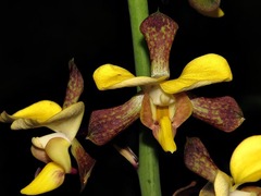 Eulophia streptopetala