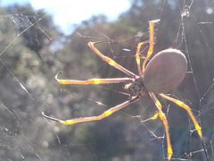 Trichonephila plumipes