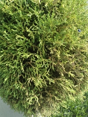 Cupressaceae