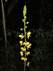 Eulophia streptopetala