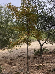 Quercus garryana
