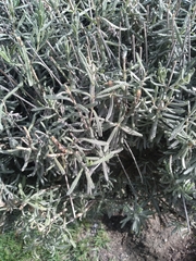 Santolina chamaecyparissus