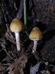 Candolleomyces tuberculatus