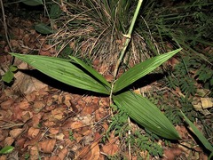 Eulophia streptopetala