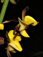 Eulophia streptopetala