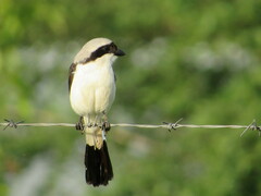 Lanius excubitoroides