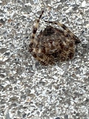 Araneus saevus