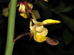 Eulophia streptopetala