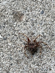 Araneus saevus