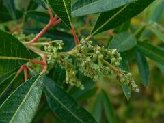 Searsia angustifolia