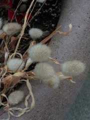 Polypogon monspeliensis