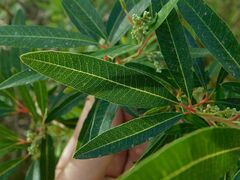 Searsia angustifolia