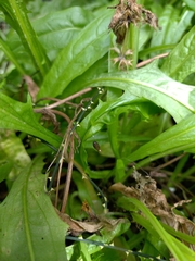 Meteorus pulchricornis