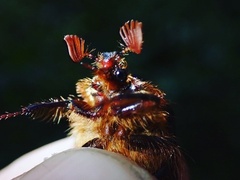 Pleocoma dubitabilis dubitabilis