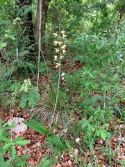 Eulophia streptopetala