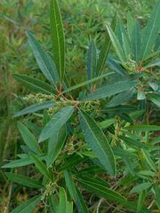 Searsia angustifolia