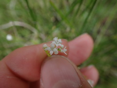 Galium palustre