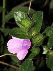 Ruellia cordata