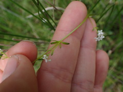 Galium palustre