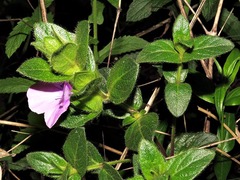 Ruellia cordata