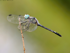 Micrathyria atra