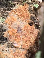 Tulasnella aurantiaca