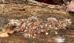 Tulasnella aurantiaca