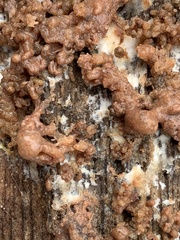 Tulasnella aurantiaca