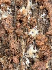 Tulasnella aurantiaca