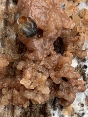 Tulasnella aurantiaca