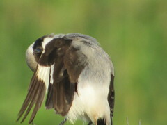 Lanius excubitoroides