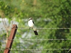 Lanius excubitoroides