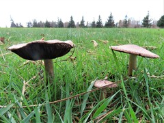 Agaricus
