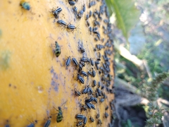 Acalymma trivittatum